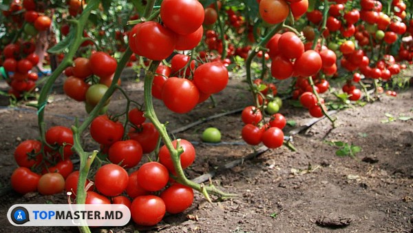 Выращивание помидоров в открытом грунте изображение 1