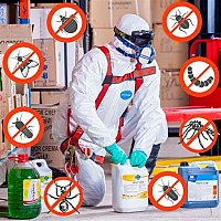 Servicii dezinsectie