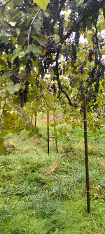 Vînd struguri de "Bakon", 500kg